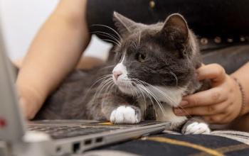 Gray and white cat looking at screen of silver laptop with paw on keyboard