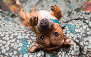 Small brown dog lying upside-down on a bed