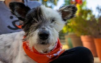 Black and white dog wearing orange bandana sitting in lap of person wearing gray sweatshirt next to flower pots