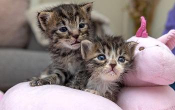 Two tabby kittens lying in pink unicorn bed
