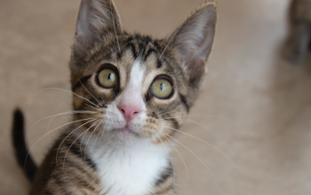 Tabby kitten looking at camera