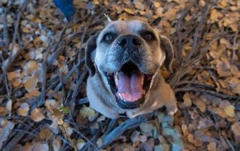 Brown and white dog looking at camera with mouth open