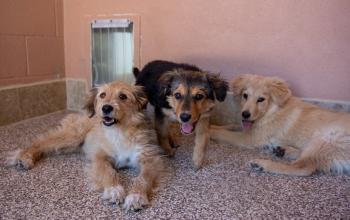 Two tan and white puppies and one black and tan puppy lying together on floor