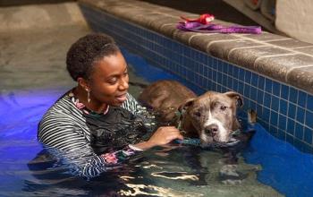 Woman in pool with brown pit bull dog to her right
