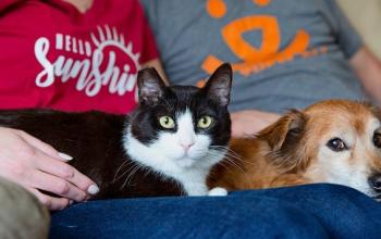 Black and white cat and brown and white dog lying on laps
