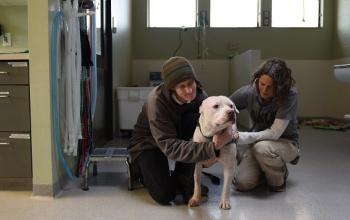 Vet examining white dog while person in beanie sits beside 