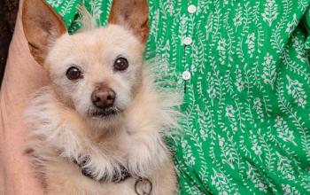 Older woman in a green shirt with a small tan-colored dog looking at the camera
