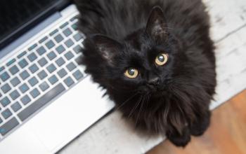 Black cat sitting on top of a laptop and looking up at the camera