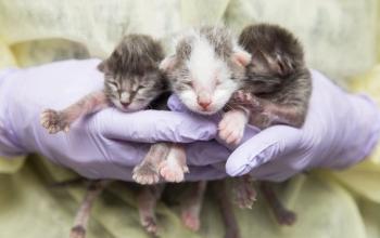 Three neonate kittens being held by person wearing purple gloves