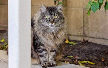 Long haired brown tabby community cat sitting by outdoor wall