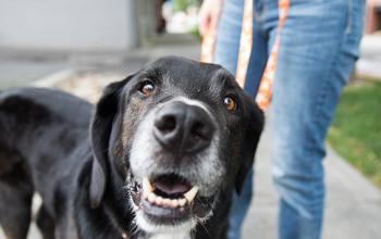 A black Labrador mix with a gray muzzle on a Best Friends orange and white leash