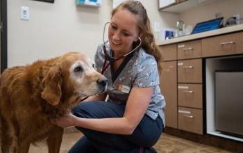 Vet with long blonde hair listening to heart of senior golden retriever