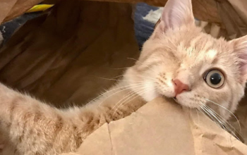 Orange tabby cat with one eye biting paper