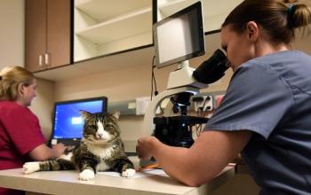 Cat lying in table while person in blue scrubs looks in microscope