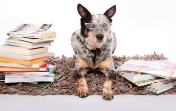 Black and white dog with glasses on lying next to stack of books
