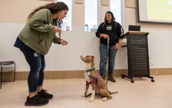 Woman in green jacket holding treat while brown dog sits and another person observes