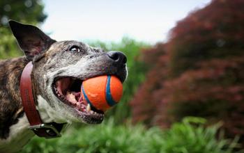 Tips and Tricks for Shooting Video of Adoptable Animals