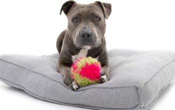Gray dog lying on gray dog bed with toy