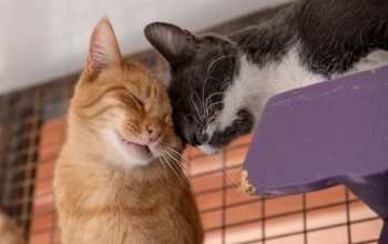 Orange cat nuzzling black and white cat on purple cat perch