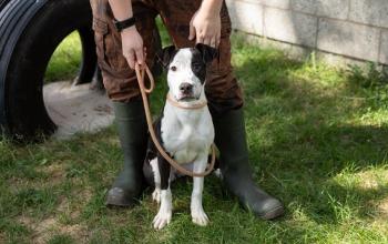 Black and white dog sitting in front of person in the grass