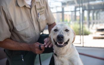 man holding sitting dog on a leash