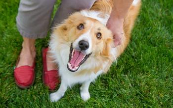 Brown and white dog looking up with mouth open at person