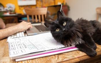 Black cat lying with head on notebook