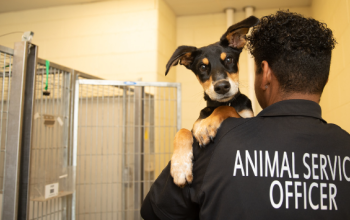 An animal services officer holding a dog in an animal shelter