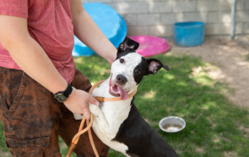 A black and white dog outside in a yard looking into the camera