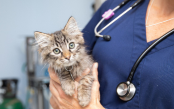 A vet holding a fluffy tabby kitten