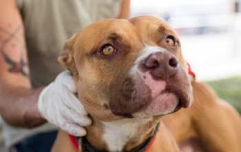 A big light brown and white dog looks just off camera