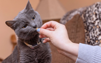 Russian blue cat being given a treat