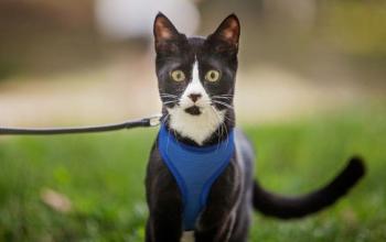 Black and white cat in blue vest on leash