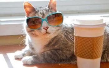 Cat sitting next to a window and coffee cup wearing sunglasses