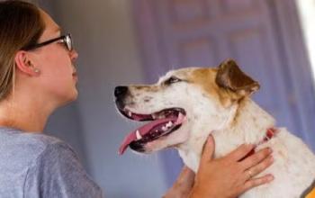 Person petting a dog