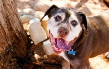 Senior brown dog with tongue out standing beside a tree