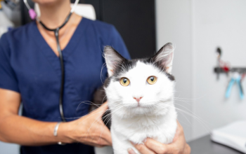 vet holding a white cat