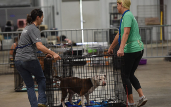 Two people moving a dog in a crate during an emergency response operation