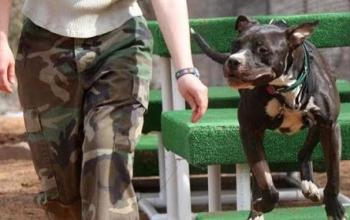 Person doing an agility course with a dog