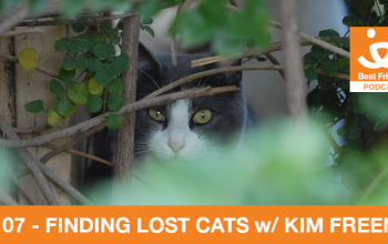 A gray cat outside hiding in a bush