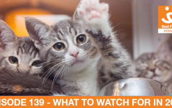 Three gray tabby kittens