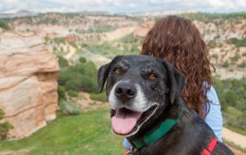 Black dog at Angel Canyon