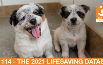 two puppies in an animal shelter