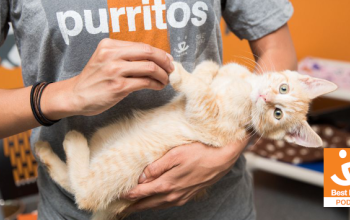 person holding a kitten