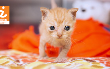 newborn orange kitten