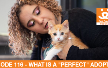 woman holding a kitten