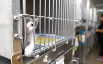 Kitten in animal shelter