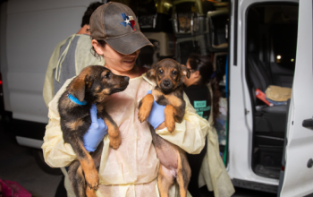 Woman rescuing dogs in texas