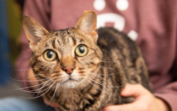 Cat sitting in a lap