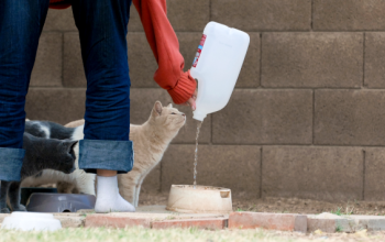 person giving an outdoor cat water